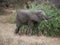 Elephants on Tarangiri-Ngorongoro Safaris in Africa