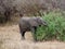 Elephants on Tarangiri-Ngorongoro Safaris in Africa