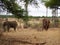 Elephants on Tarangiri-Ngorongoro Safaris in Africa