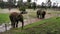 Elephants @ Taronga Western Plains Zoo Dubbo NSW Australia