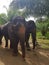 Elephants in Thailand