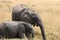 Elephants in their natural habitat in the Amboseli Park, Kenya