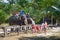 Elephants and their trainers in a tropical camp