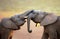 Elephants touching each other gently (greeting)