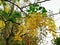 Elephants Trunk or Pea Flower, Golden rain tree, or Amaltas