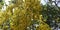 Elephants Trunk or Pea Flower, Golden rain tree, or Amaltas