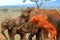 Elephants Tsavo East