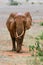 Elephants Tsavo East