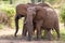 Elephants Tsavo East National Park