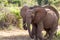 Elephants Tsavo East National Park