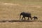 Elephants in Tsavo East Park