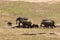 Elephants in Tsavo East Park