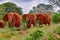 Elephants in the Tsavo East and Tsavo West National Park i