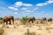 Elephants, Tsavo national park