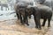 Elephants two in Sri lanka