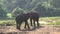 Elephants in the Udawalawe National Park