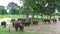 Elephants in the Udawalawe National Park