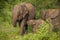 Elephants in udawalawe National park