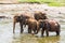 Elephants wading river