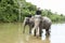 Elephants wading river in The Conservation Response Unit in Aceh