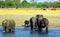 Elephants wading in a waterhole with a african plains background