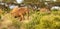 Elephants walk through the jungle amidst a lot of bushes