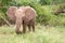 Elephants walk through the jungle amidst a lot of bushes