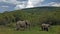 Elephants walk in the national park. Around the green grass and trees.