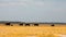 Elephants walking in Amboseli Park