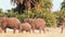 Elephants walking in Amboseli Park