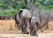 Elephants walking away towards the thick bush in south luangwa national park