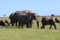 Elephants Walking With Baby Calfs