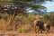 Elephants walking in the bush of africa