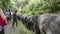 Elephants walking down jungle path