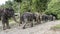 Elephants walking down jungle path