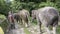 Elephants walking down jungle path holding tails