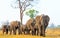 Elephants walking forwards across the african plains in Hwange National Park, Zimbabwe