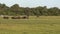 Elephants Walking in Kaudulla national park