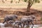 Elephants walking by while lions hiding behind a tree