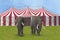 Elephants walking outside a circus tent