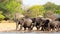 Elephants walking past an african lodge with thatched chalets and parasols in Makololo