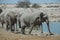 Elephants walking through a serene wetland environment, in search of a fresh water source