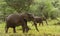 Elephants walking, Serengeti, Tanzania