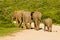 Elephants walking into thick bush