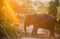 Elephants walking under mornings sun