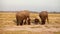 Elephants walkng in Amboseli Park, Kenya