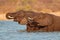 Elephants in water