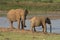 Elephants by the water-lock ll