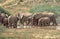 Elephants at the water whole in Addo Elefant National