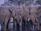 Elephants at waterhole. Back and front views